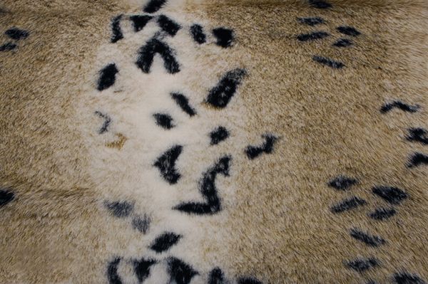 Snow Lynx Fur